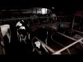 Survivor Stories, Episode 7: Shocking bull attack video