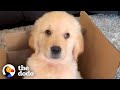 A Dog Who Was An Only Child Gets A New Baby Brother | The Dodo