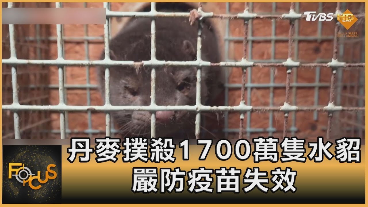 丹麥撲殺1700萬隻水貂 嚴防疫苗失效