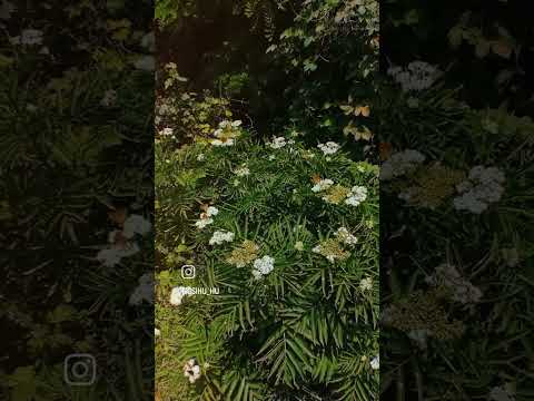 🌿🦋🌿 #elviszfotoi #natural #2024 #summer #butterfly #fly