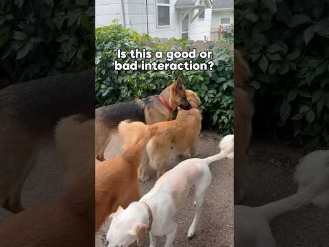 Good or bad interaction? 🤔 #dog #dogtraining #dogplay