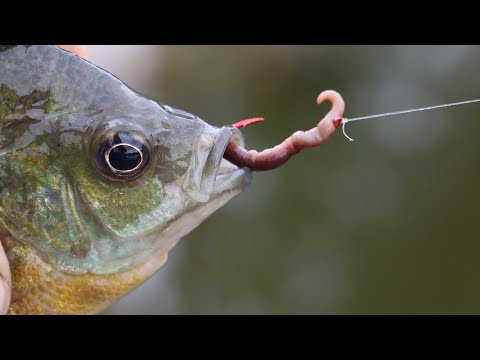 How to bait a Hook with a REAL worm