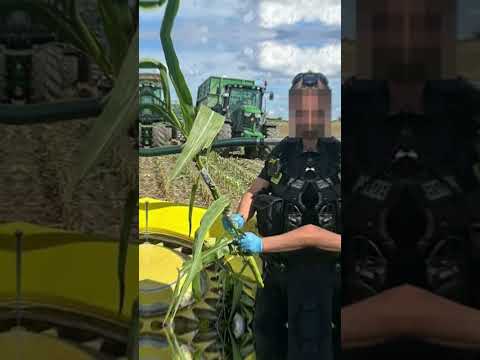 Unbekannte präparieren Maispflanzen mit Stahl und bringen damit Landwirte in akute Gefahr.