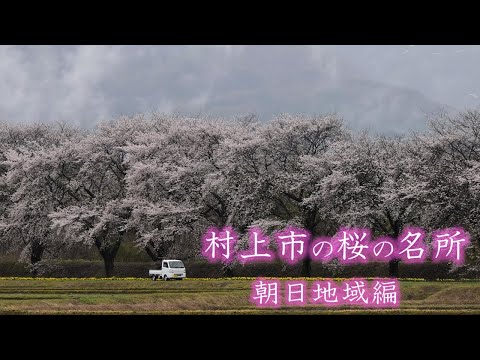 村上市の桜の名所「朝日地域編」