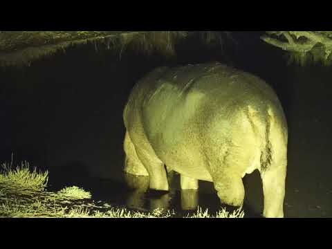 Djuma: Hippo with injured leg leaving - 04:44 - 07/18/19