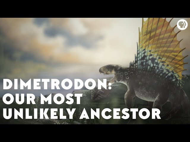 Wymowa wideo od Dimetrodon na Angielski