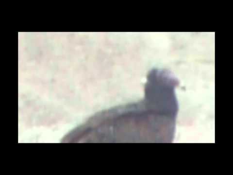 download lagu mp3 mp4 Turkey Vulture Michigan, download lagu Turkey Vulture Michigan gratis, unduh video klip Turkey Vulture Michigan