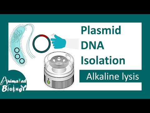 Plasmid DNA isolation | Alkaline lysis method | molecular biology