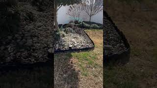 Video preview image #1 Chihuahua-Welsh Corgi Mix Puppy For Sale in Virginia Beach, VA, USA