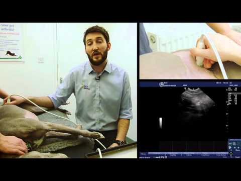 IMV imaging Small Animal Advanced Abdominal Ultrasound Video 5 – Medial Iliac Lymph Nodes