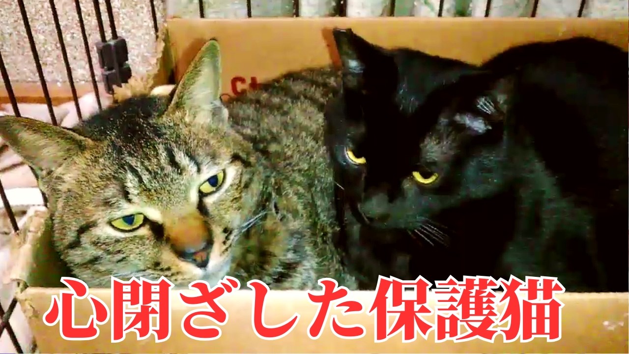 8年前、人生を変えてくれた兄弟猫の話。【特別編】