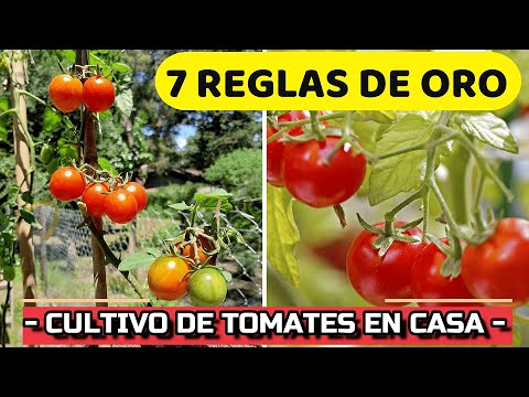 , title : '7 CLAVES Del ÉXITO para CULTIVAR TOMATES 🍅en MACETA | Cómo CUIDAR Planta de Jitomate o Tomate'