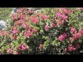 Alperose - Polo Hofer 