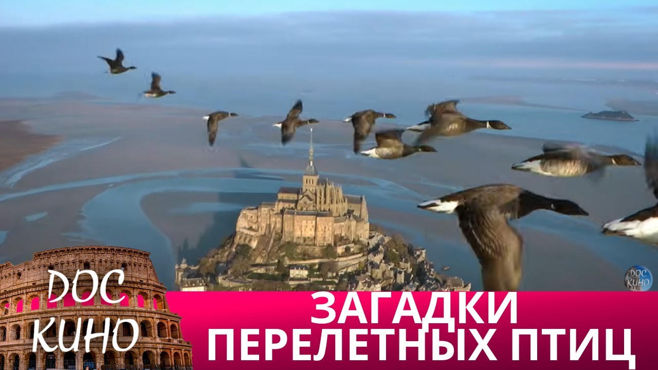 🎭 ЗАГАДКИ ПЕРЕЛЕТНЫХ ПТИЦ🌎 ДОКУМЕНТАЛЬНОЕ КИНО 🎆 2019
