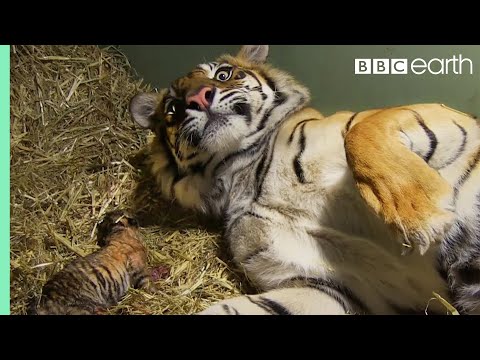 Birth of Twin Tiger Cubs | Tigers About The House | BBC Earth