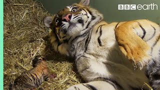 Birth of Twin Tiger Cubs | Tigers About The House | BBC