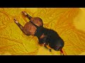 MABANTU X IBRAAH MATESO Official Video