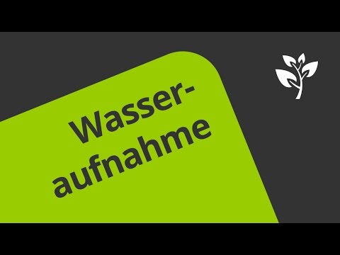 Wasseraufnahme und Wassertransport - wie funktionieren diese Prozesse? | Biologie