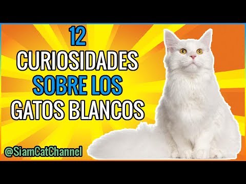 12 Interesting Facts About White Cats - SiamCatChannel