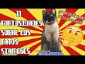 12 Curiosidades Sobre Los Gatos Blancos - SiamCatChannel 12 Curiosidades Sobre Los Gatos Blancos - SiamCatChannel