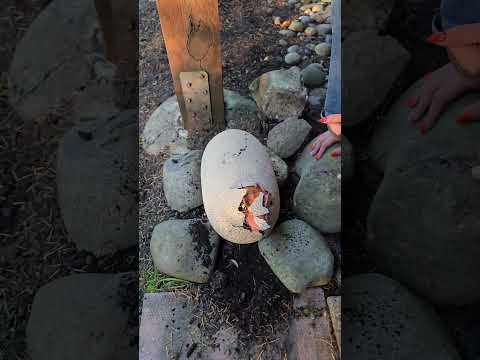 Real T Rex Dino egg hatched