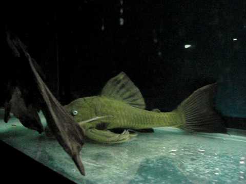 パニャケ参照。コクリオドン `マラカイボ` (青い目のプレコ)