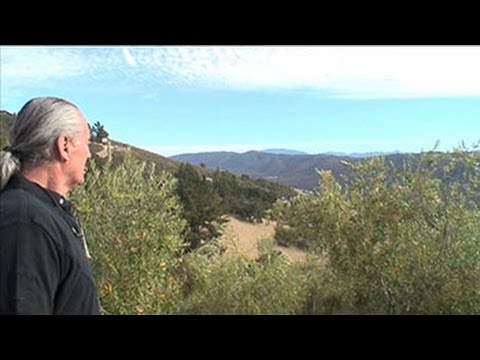 Olive Oil No.13 by Jan de Luz