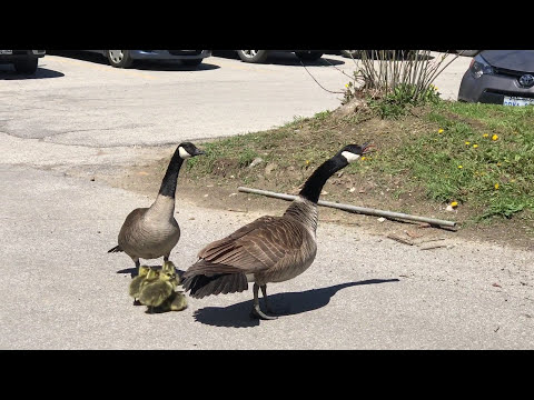 Hawk Tries To Come For Baby Canadian Geese. Their Parents Are Having None Of It