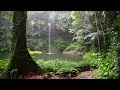 Rain Sound And Rainforest Animals Sound Relaxing Sleep 360p