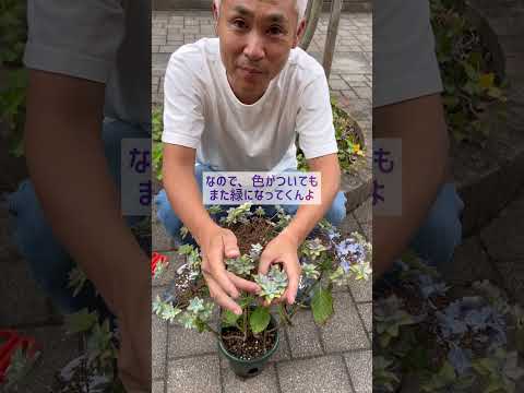 夏に色あせたアジサイの花は切り取ったほうがいいでしょうか？どのようなリスクがありますか?  庭園