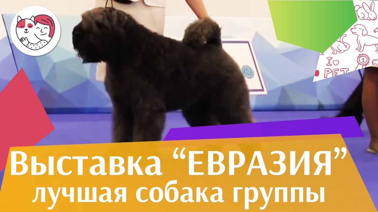 Лучшая собака 1 группы по классификации FCI 18 марта на Евразии 17 ilikepet