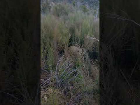 Let him go, let him grow 🐗 #pighunting #newzealand #pork #wildlife #hunters #huntingnz