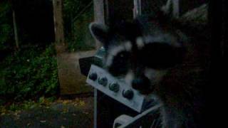 Randy the racoon