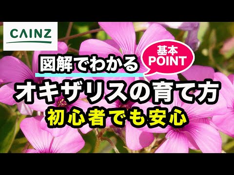 オキシナエについて詳しく解説
