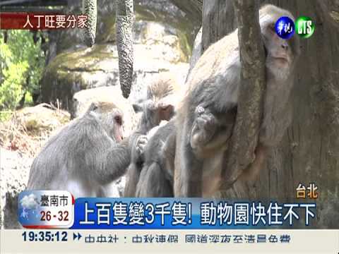 動物園快住不下! 圓仔厝邊覓新居