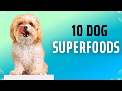 THE BEST FOOD TO FEED YOUR DOG | DOG TIPS