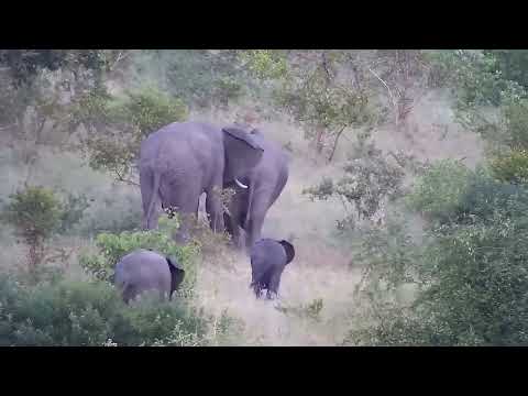 Djuma: Elephant herd scattered about - 18:32 - 01/23/2023