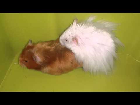 Danny x Fluffy mating