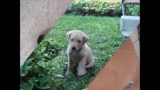 Per il piccolo ma forte Honey