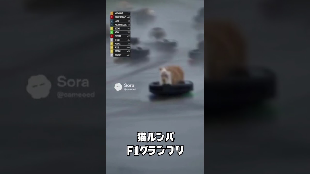 猫ルンバF1グランプリ　#猫 #ルンバ #F1グランプリ#猫動画 #shorts #cats