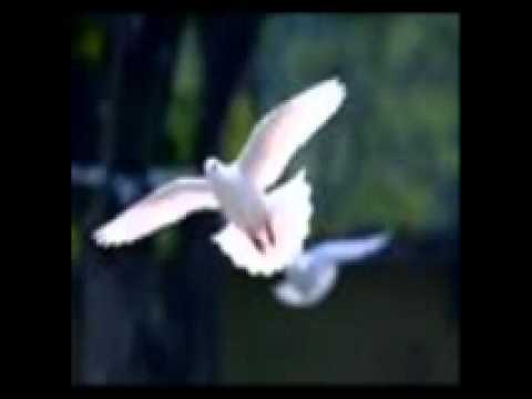 Liroo Ft. VaLi & Leendy - Dashuris Vertet||maestroO||