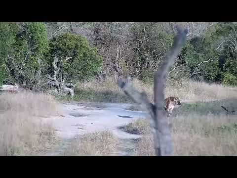 Djuma: Lone Hyena on a long walk - 16:32 - 07/25/2022
