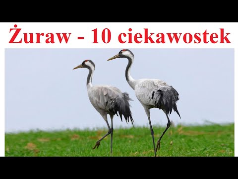 Common Crane - 10 interesting facts