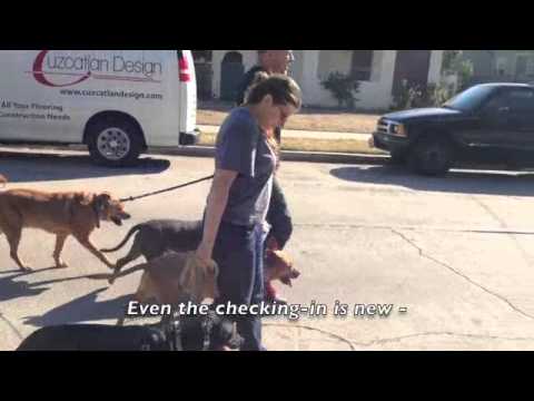 The Good Dog Minute 10/22/13:Giving hope to the owner of a severely leash reactive young dog