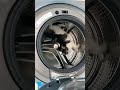 Cat In Washing Machine Nau