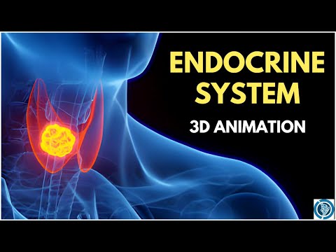 Endocrine System Anatomy and Physiology | 3D Glands & Hormones Animation