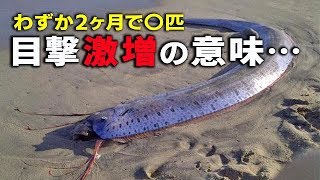 南海トラフ地震の前兆！？東日本大震災以来のリュウグウノツカイ激増の意味…