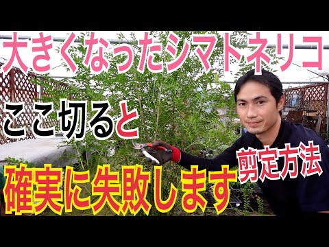 イボタノキの伐採:プロのやり方で行う方法は次のとおりです。 植物