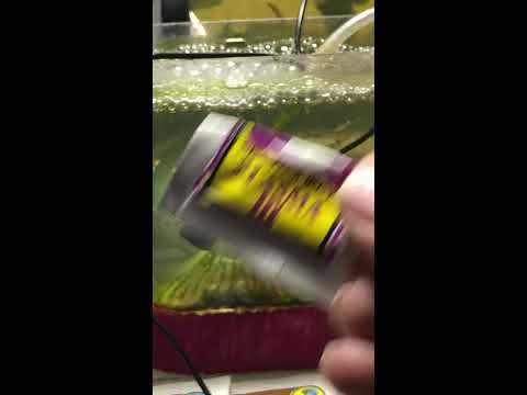 My Sea Monkeys: Part 1 - 20 weeks old Sea Monkeys - Why Adjusting Salinity and Air Flow