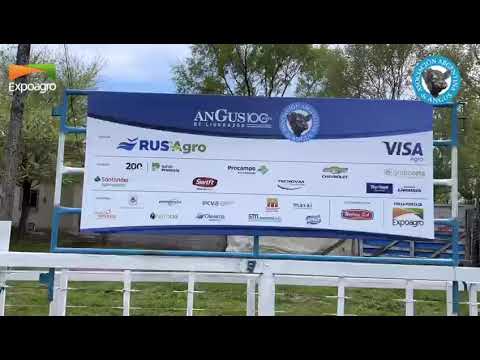 Expo Nacional Angus de Primavera 2022 en la Sociedad Rural de Olavarría